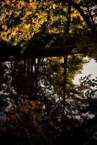 Reflection of trees in water