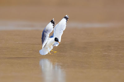 Bird flying over lake