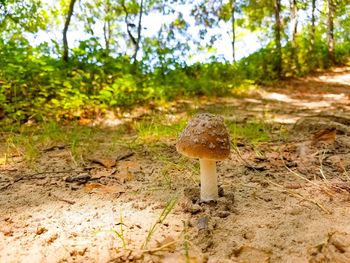 Close-up of mushroom on field