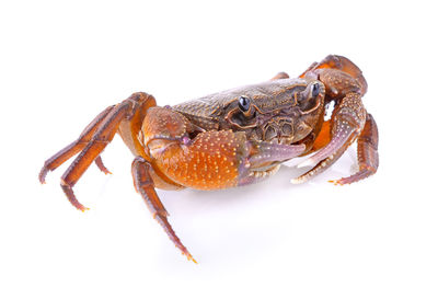 Close-up of lizard