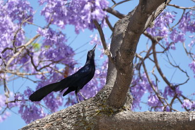 Low angle view of bird perching on tree against sky