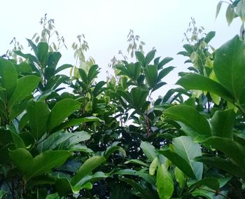 Low angle view of flowering plants against sky