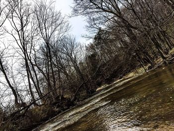 Bare trees in water