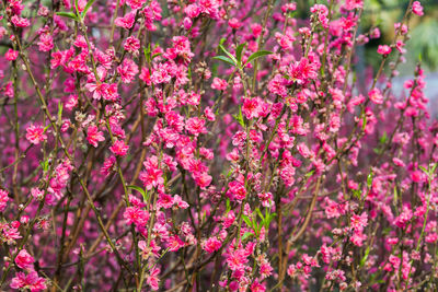 Pink flowers blooming in park