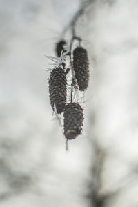 Close-up of pine cone on plant