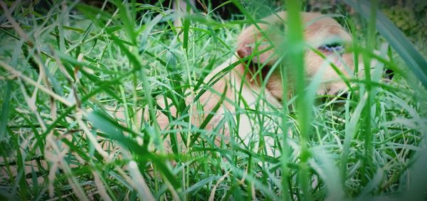 Close-up of a bird on grass