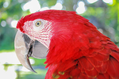 Close-up of parrot