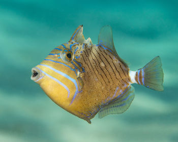 Balistes vetula, a juvenile queen triggerfish