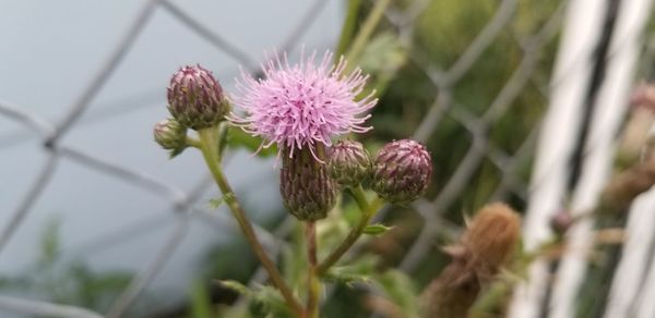 Close-up of purple flowering plant