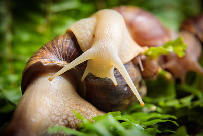 A large white snail with small snails is crawling along the branches of the plant.