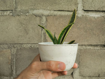 Close-up of hand holding potted plant against wall