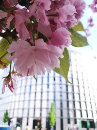 Low angle view of pink flowering plant against building