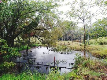 Scenic view of river in forest