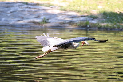 Bird flying over lake