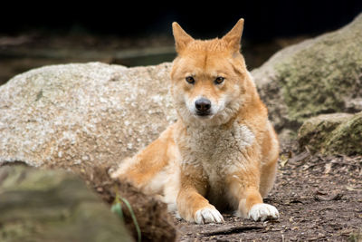 Portrait of dingo on rock