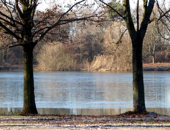 Bare tree by lake against sky