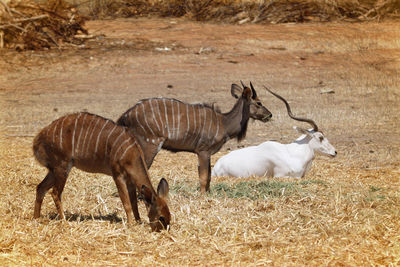 Oryxes on field