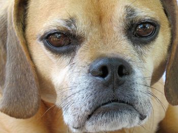 Close-up portrait of dog