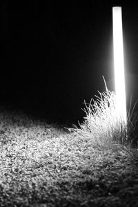 Surface level of plants