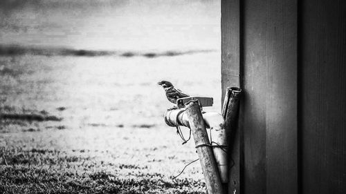 View of bird perching on wood