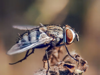 Close-up of fly