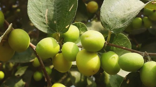 Close-up of grapes growing on tree