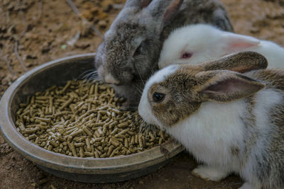 High angle view of bunnies feeding from bowl on field
