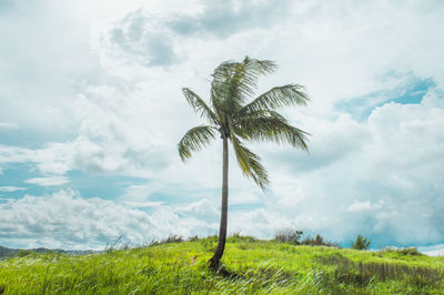 Palm tree against sky