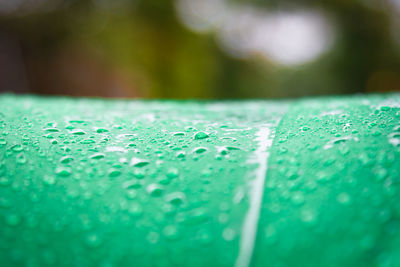 Close-up of water drops on leaf