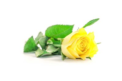 Close-up of yellow rose against white background