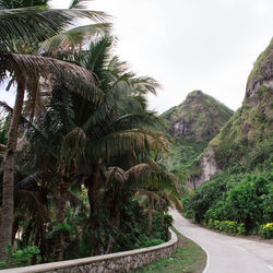 Road passing through forest