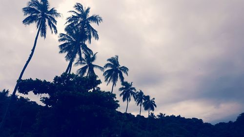 Low angle view of palm trees against cloudy sky