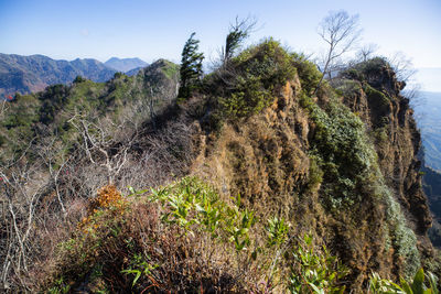 Plants growing on land against sky