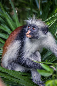 Portrait of a monkey