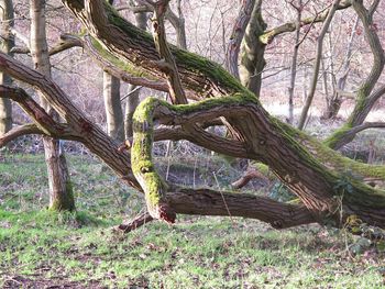 Trees growing in park