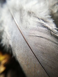 Full frame shot of feather