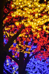 Low angle view of illuminated christmas tree at night
