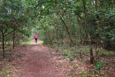 Rear view of woman walking on footpath in forest