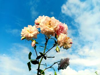 Low angle view of cherry blossoms against blue sky