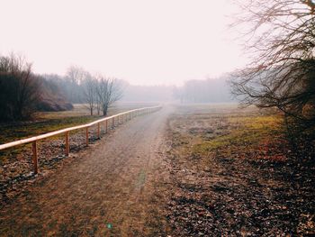 Bare trees on grassy field