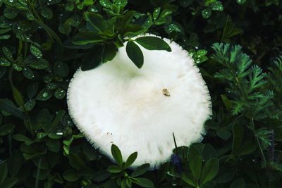 Close-up of white flowers