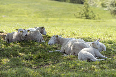 Sheep in a field