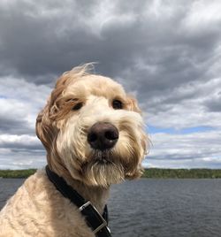 Close-up portrait of dog