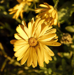 Close-up of yellow flowering plant