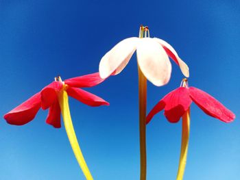 Low angle view of red flowering against blue sky