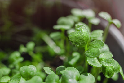 Microgreen arugula sprouts into seedling pots. raw sprouts, microgreens, healthy eating concept. superfood grown at home