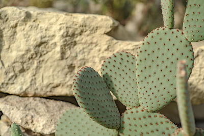 Opuntia cactus on a sunny day against the background of a decorative stone in a botanical garden