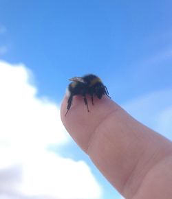 Low angle view of bird against blue sky