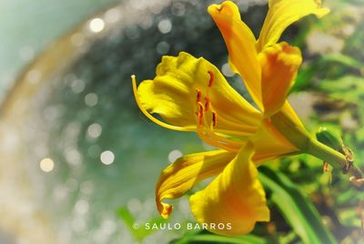 Close-up of yellow flower