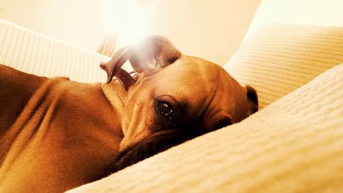 Dog resting on sofa